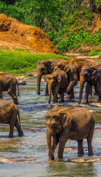 Sri Lanka prohibió manejar elefantes ebrios o drogados