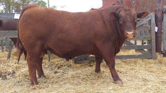 Un toro Angus Puro Controlado fue vendido en casi 600 mil pesos