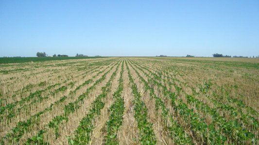 Cristian Russo, de la BCR: “Hay alerta sobre 750.000 hectáreas por la falta de lluvias”