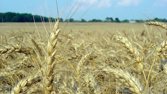 El clima sería favorable para la siembra de trigo pero advierten sobre eventos extremos