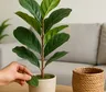 Cómo hacer que las plantas artificiales se vean más naturales en casa