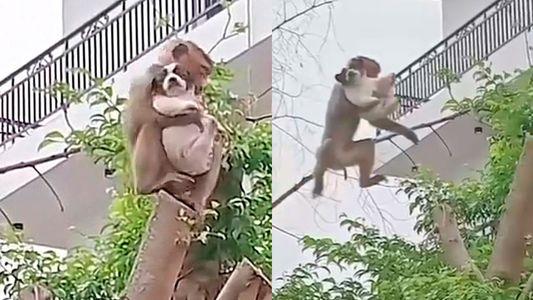 El video que causó pánico y ternura en las redes cuando un mono secuestró a un cachorro