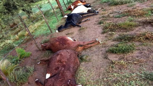 La Pampa: una centella mató 21 vacas en un campo