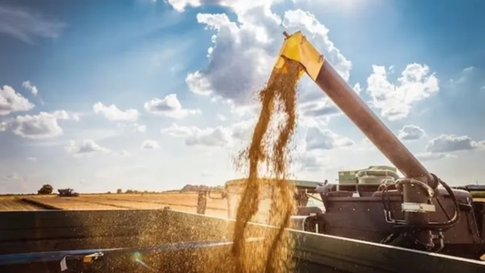 Cierran hasta nuevo aviso el registro para anotar exportaciones de granos