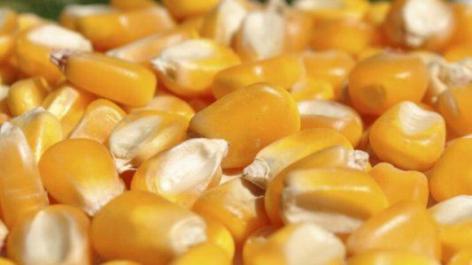 Buen ritmo de compra de semillas para la campaña de maíz