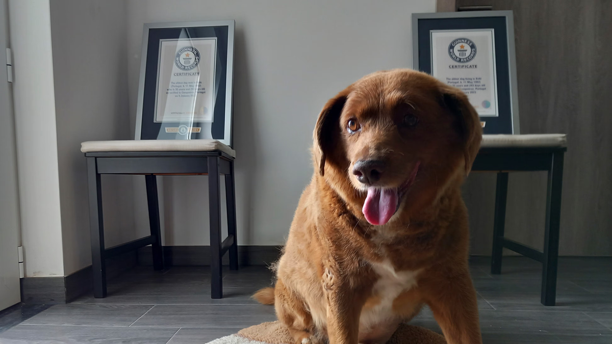 &iexcl;Incre&iacute;ble cu&aacute;ntos a&ntilde;os vivi&oacute;! Muri&oacute; Bobi, el perro m&aacute;s viejo del mundo