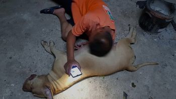 Una perra embarazada de 10 cachorritos murió por defender a sus dueños del ataque de una cobra