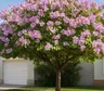 El árbol ornamental que da sombra, florece en primavera y puede adaptarse al frente de casa