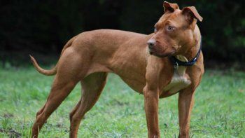 Una mujer argentina murió en Estados Unidos cuando fue atacada por sus dos perros pitbull