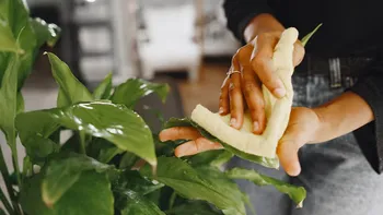 El TRUCO casero para limpiar las plantas y que brillen en el hogar