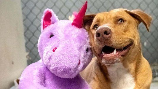 Un perro callejero entró a robar cinco veces un unicornio de peluche y el final de la historia es maravilloso