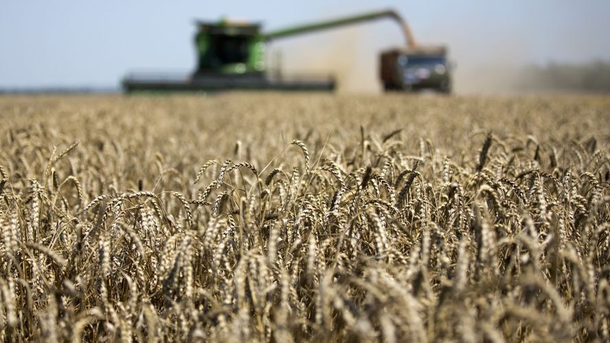 La cosecha de trigo ya superó la mitad de la superficie, con una marcada mejora en los rindes