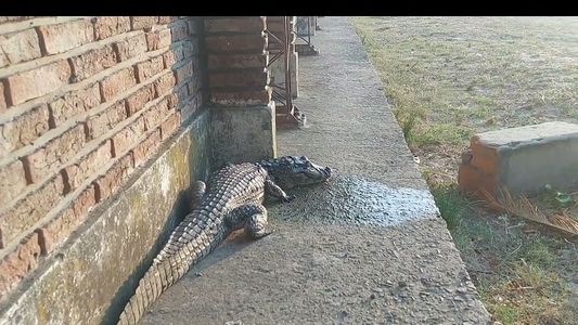 Impresionante video: un yacaré de 3 metros apareció en el patio de una escuela