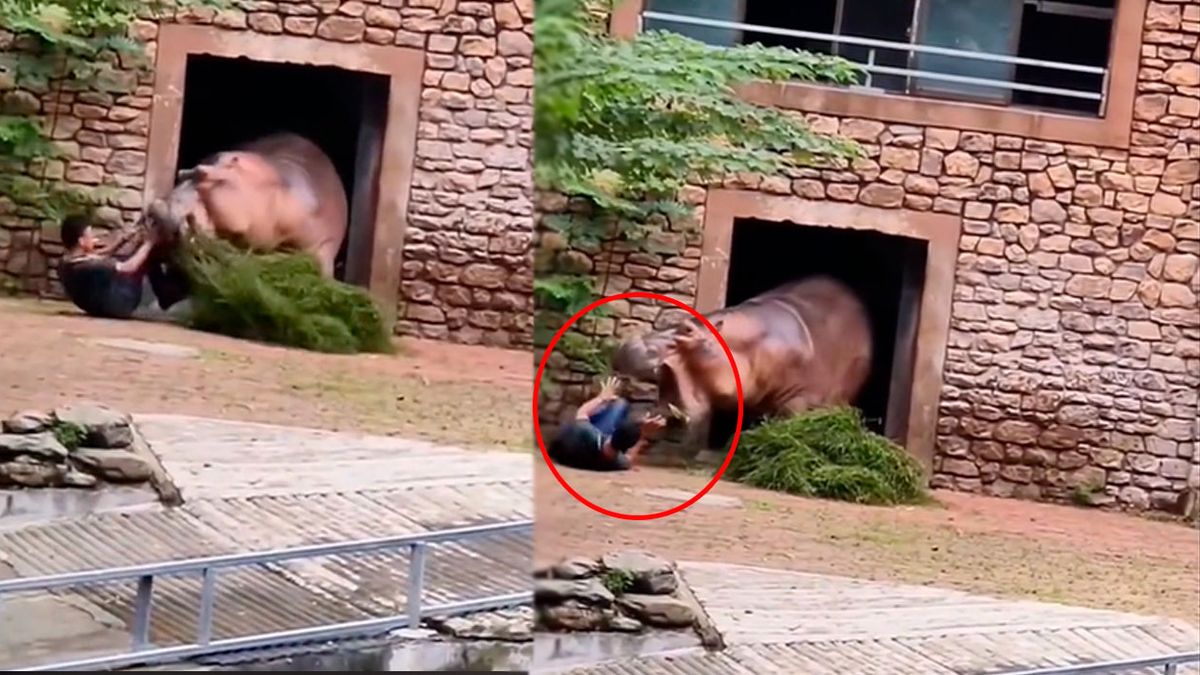 Miedo en el zoológico: captaron un terrible ataque de un hipopótamo a su cuidador