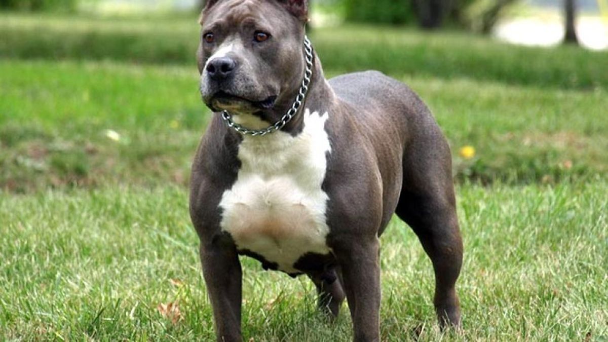 El perro mordió al hombre en el pecho y en la espalda (Foto: archivo).