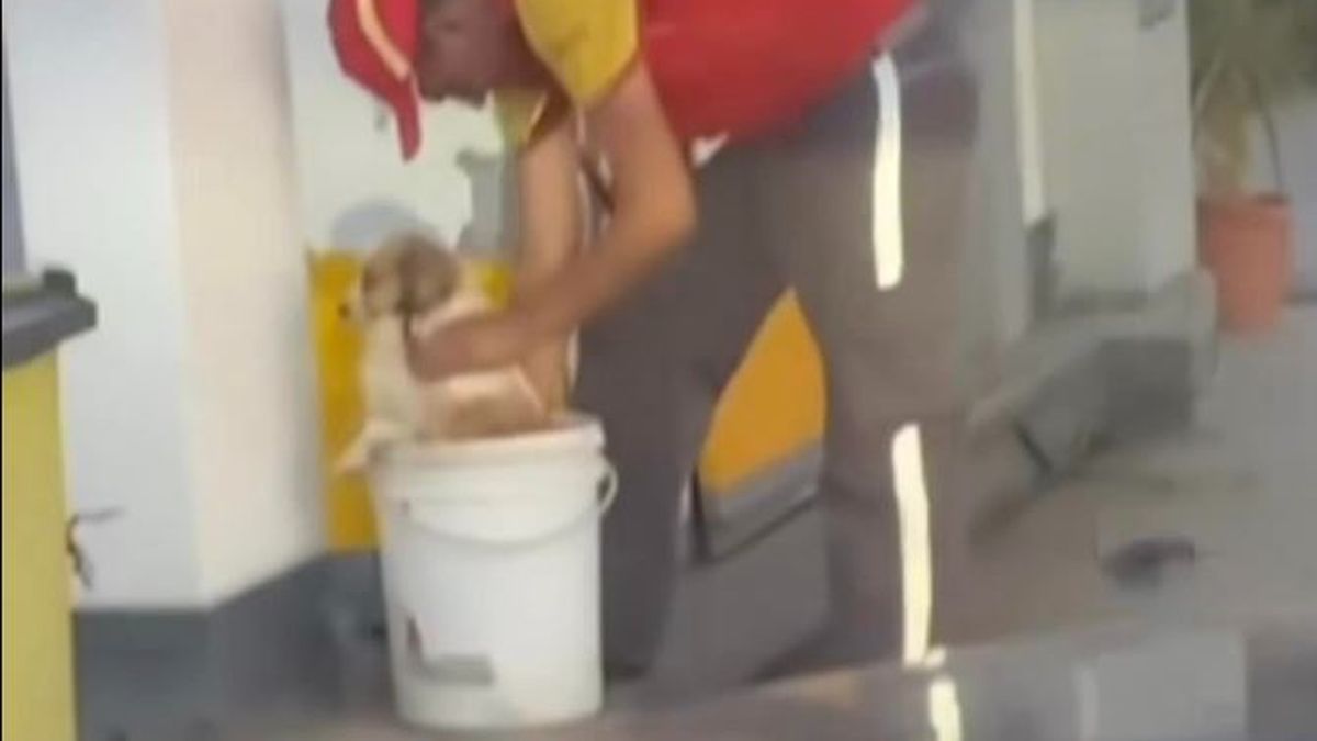Héroe anónimo: trabaja en una estación de servicio y protegió a los perros callejeros de la ola de calor