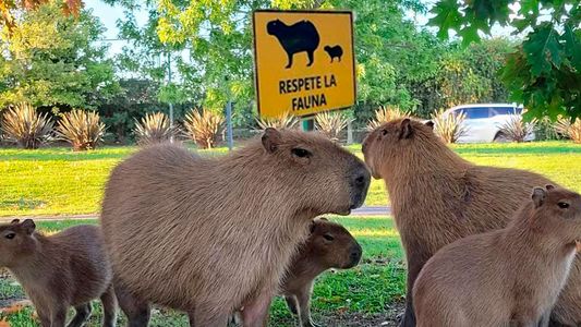 Carpinchos en Nordelta: la jueza Venere levantó las cautelares y estalló la polémica por el futuro de los humedales