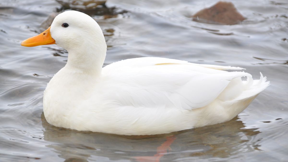 Un hombre salió a pasear a su pato