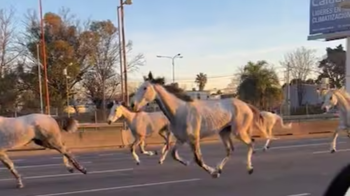 Cerca de 40 caballos sueltos galoparon sobre la Panamericana. (Foto: captura)