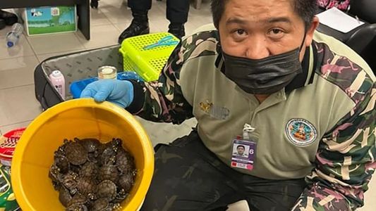 Aberrantes imágenes: intentaron traficar más de 100 animales vivos escondidos en un equipaje