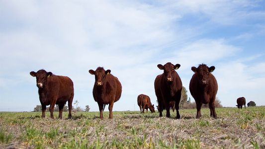 La contradicción del Gobierno sobre los números de exportación de carne vacuna