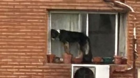 Belgrano: rescataron a un perro que estaba al borde de una ventana en un sexto piso