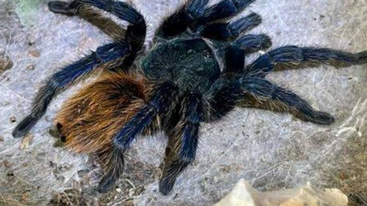 Horror: estaba limpiando su casa y se encontró con 19 tarántulas y una pitón