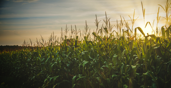 Histórico: la cosecha de maíz fue mayor que la de soja por primera vez en 20 años