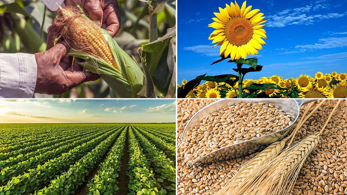 Maíz, girasil, soja y trigo, los principales cultivos que produce el campo y los cuáles serían pasibles de sufrir aumentos de retenciones. 