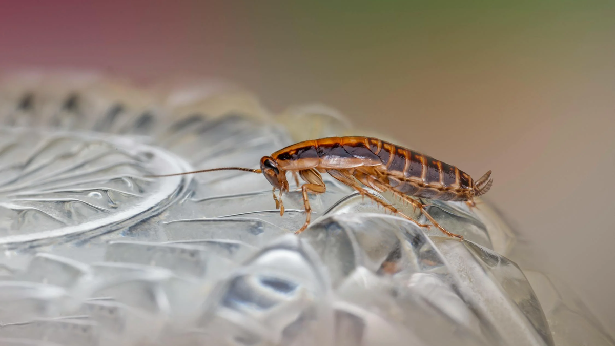 MUERTE DIRECTA: 3 ingredientes hogareños y CHAU cucarachas MUERTE DIRECTA: 3 ingredientes hogareños y CHAU cucarachas