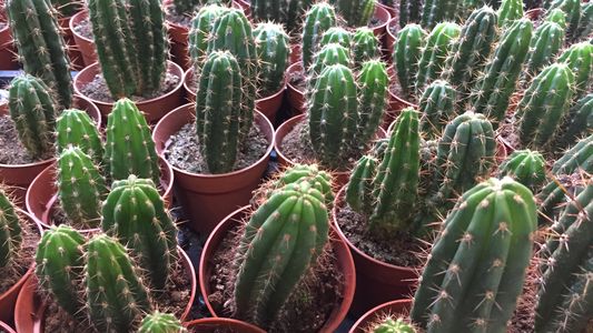 Allanan viveros en Morón, La Matanza y Moreno por la venta ilegal de un cactus alucinógeno