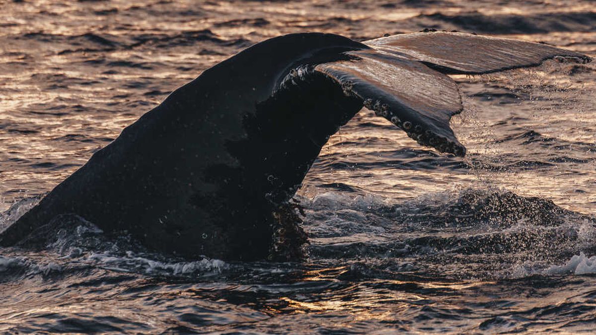 Identifican el velero que embistió una ballena en el Canal Beagle e inician sumario a tripulantes