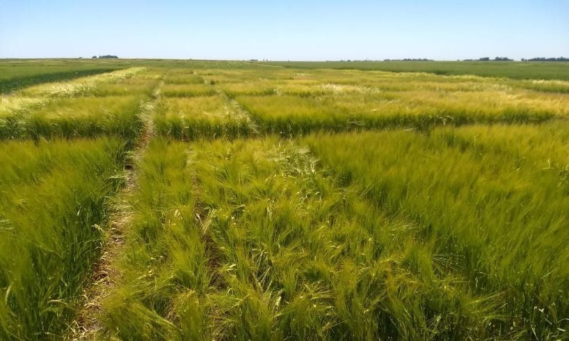 Acuerdo público-privado para que la agroecología llegue a las cervezas industriales