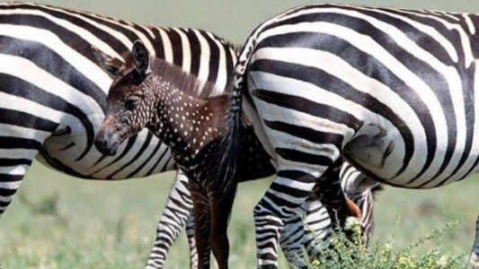 La cebra bebé que revoluciona el mundo: nació con puntos y no con rayas