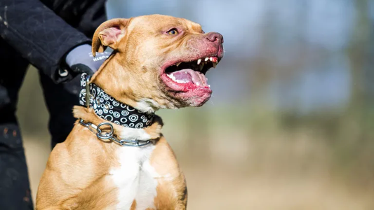 Insólito: vio a su hijo siendo perseguido por un pitbull y murió de un infarto