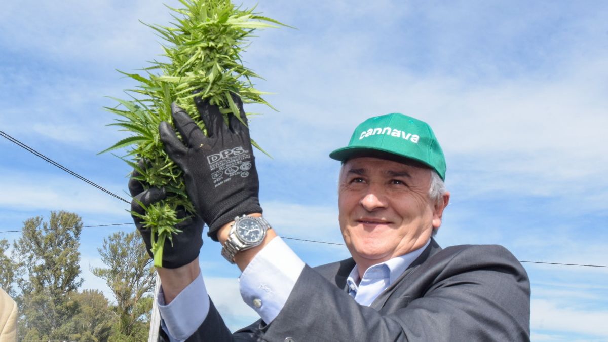 Gerardo Morales inauguró la cosecha de cannabis medicinal estatal más grande de Latinoamérica
