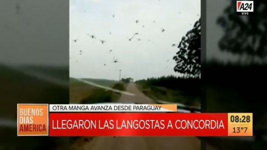 Por acción del viento, mangas de langostas invadieron los campos de Concordia