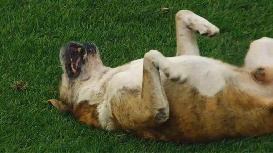 Unión le metió un perro a Gimnasia durante el partido y Troglio desdramatizó: Está bien, somos todos mañosos