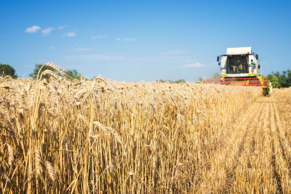 Los productores de trigo siguen de cerca la cuestión climática.