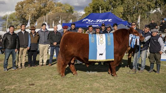 Angus eligió los Grandes Campeones de primavera y mostró el secreto de su competitividad