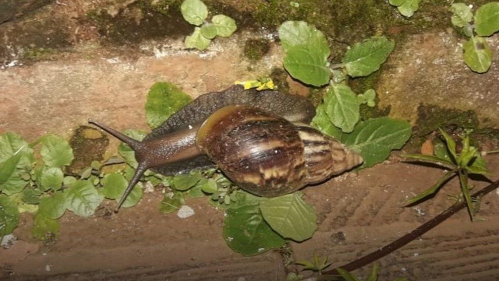 El Senasa alerta por una invasión de caracoles gigantes africanos que pueden transmitir enfermedades