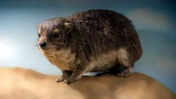 Por un ladrido nunca escuchado, descubrieron un nuevo mamífero en África