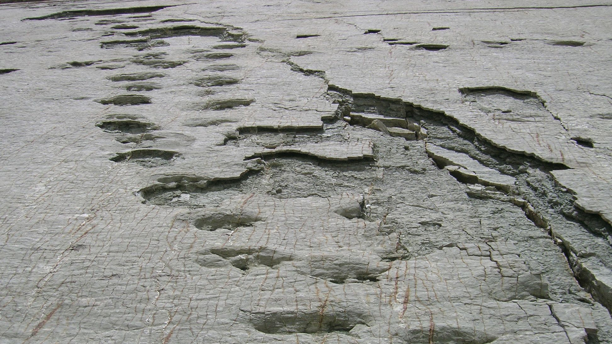 En 1988 un científico halló huellas de dinosaurio en un delta aislado del mundo