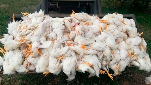 Impactante: dos nenes mataron a palazos a 700 gallinas