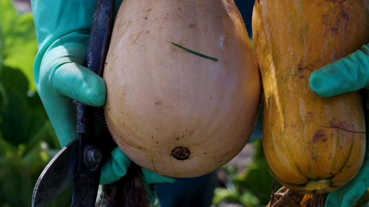 Knorr abre las puertas de su cocina para mostrar cómo se cultivan y deshidratan sus vegetales en Mendoza