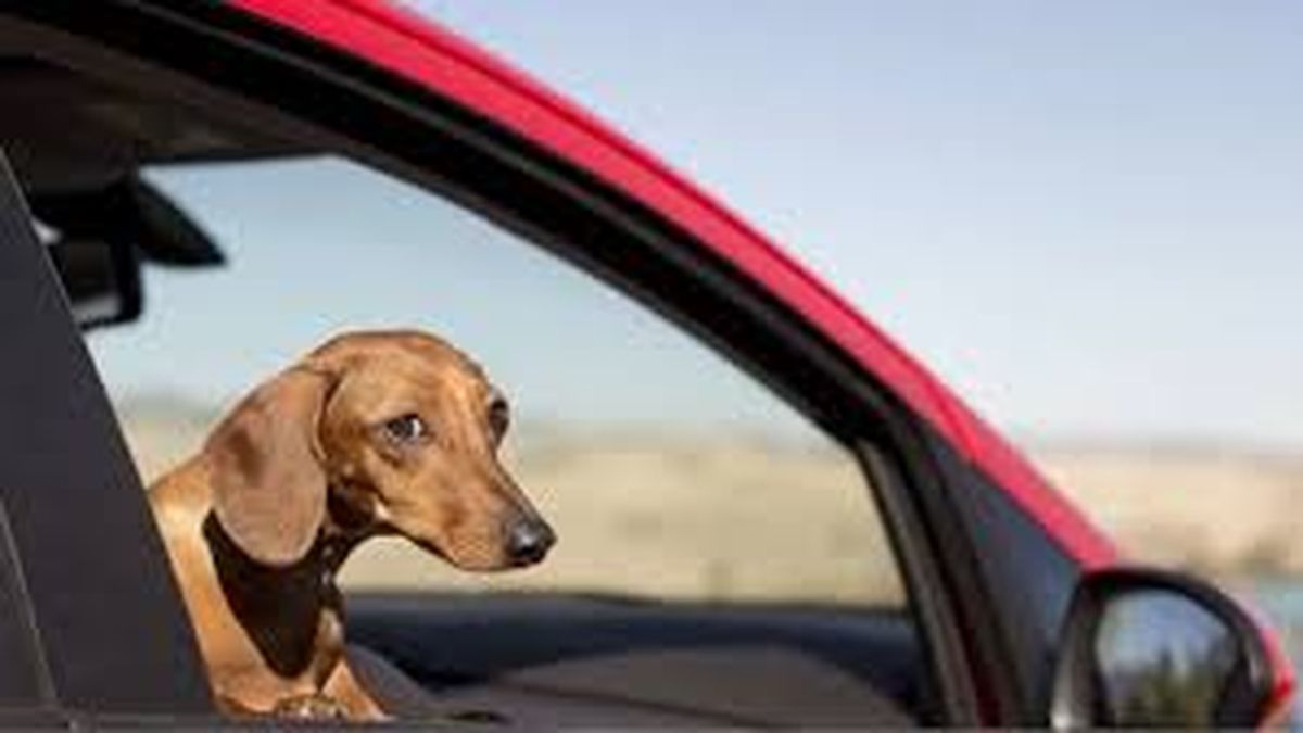 Quiso evitar que el perro saltara por la ventanilla del auto
