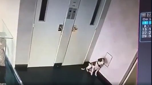 Video: registran a un hombre dándole una brutal golpiza a un perro en Floresta