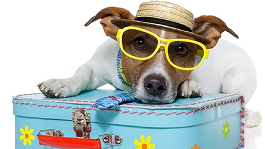 Vacaciones con mascotas: ¿Cómo salir del país con un perro?