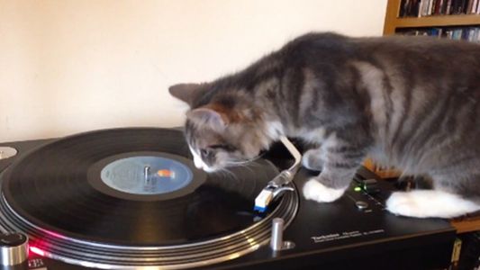 Un gato organizó una fiesta clandestina en España