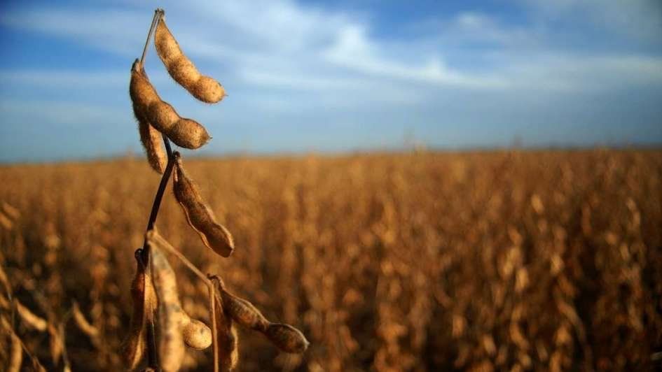 La soja sufrió el impacto de la sequía de La Niña